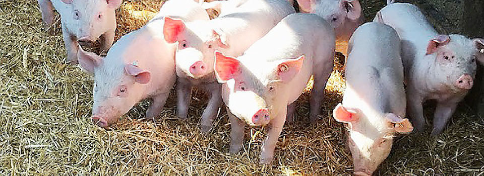 Startseite - Handels­ge­sell­schaft für Naturprodukte mbH Gut Rosenkrantz